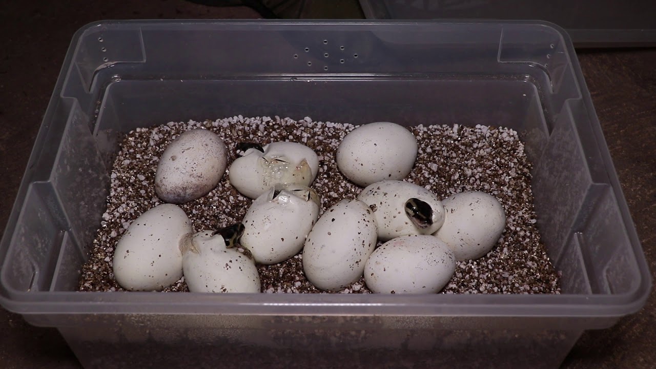 Incubation of Ball Python eggs below recommended temperatures - YouTube