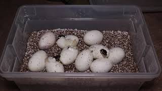 Incubation of Ball Python eggs below recommended temperatures