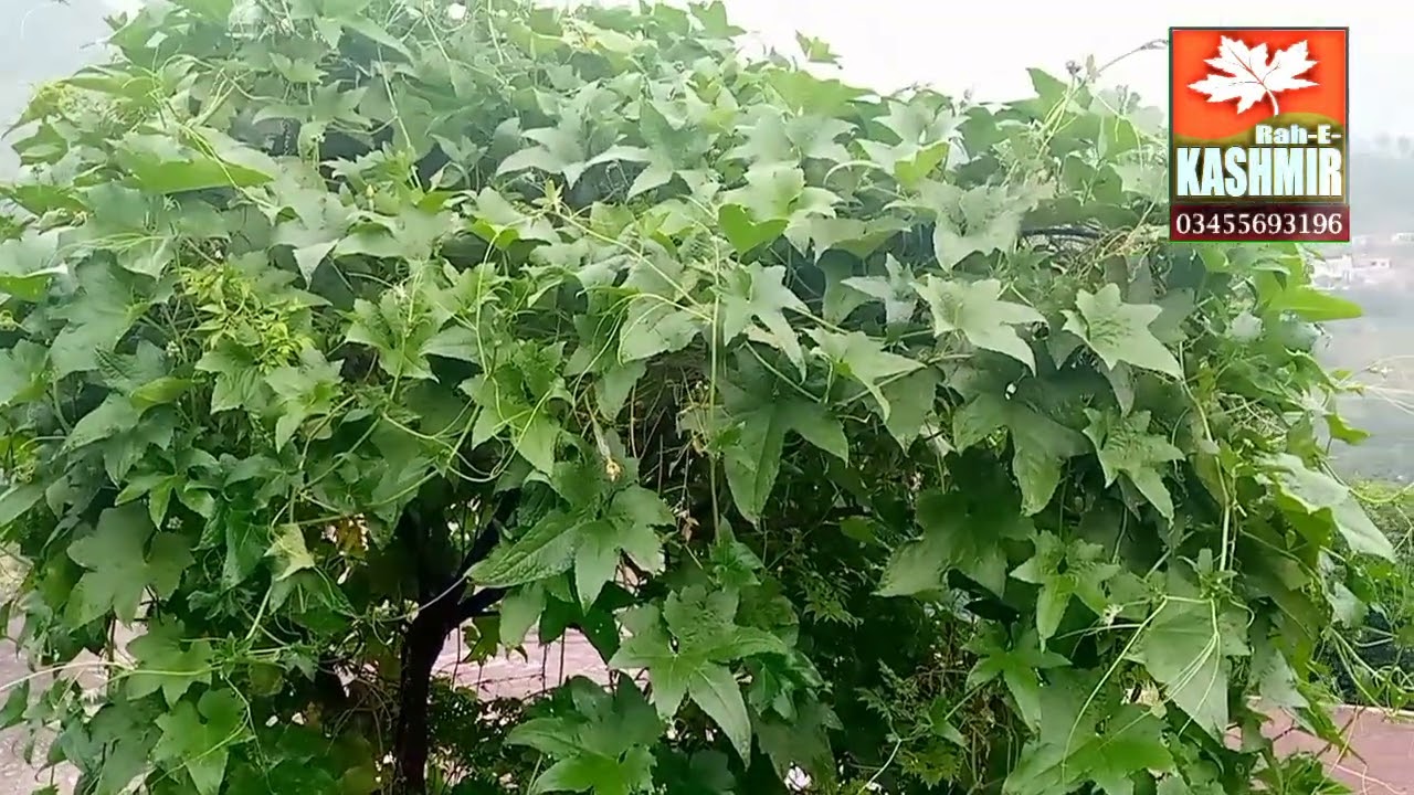 Beautiful vowel of valley nakyal to 