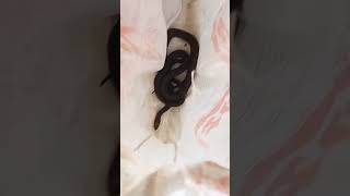 Dhaman Sap Rat Snake Black Rat Snake