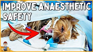 How to STOP YOUR DOG DYING from anesthesia + surgery