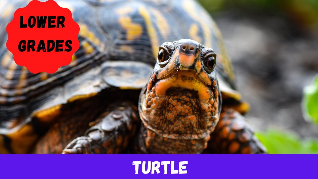 Essay on turtle in English | 10 lines on tortoise in English | Few lines about turtle