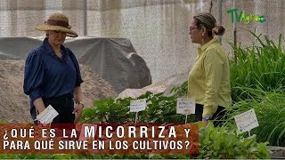 Qué es la micorriza y para qué sirve en los cultivos - TvAgro por Juan Gonzalo Angel Restrepo