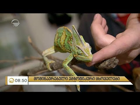 ადამიანები, რომლებსაც სახლში ეგზოტიკური ცხოველები ჰყავთ