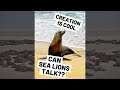 Can Sea Lions Talk?  |  Backyard Animals: San Francisco&#39;s Sea Lions  |  Creation Is Cool  |  #shorts