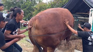 SAPI MONSTER HANTU LAUT TIBA DI KONTES PIALA PRESIDEN 🔥