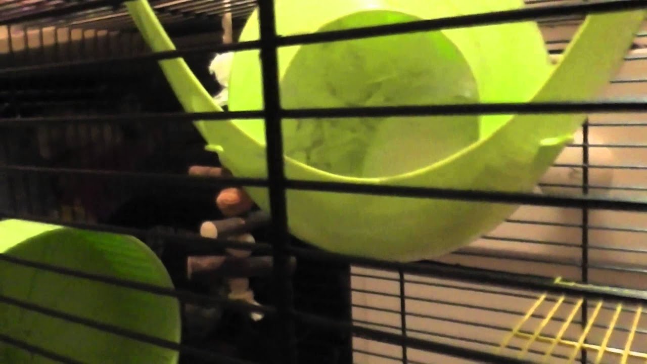 request for information Rats (Request)