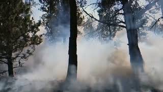 Saccage - Fumigation