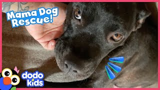 This Mama Dog Is Having Her Babies Right Now Dodo Kids Rescued