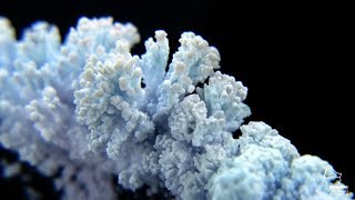 Crystalised coral world II -  EXPERIMENT (Micro Macro)