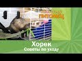 Хорек (ухаживаем за фреткой)