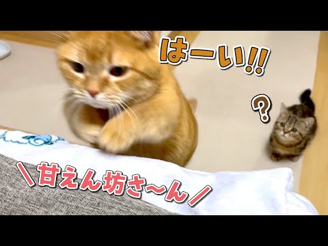 甘え方を熟知しているベテラン猫と空回りしてる子猫がどっちも可愛い！笑