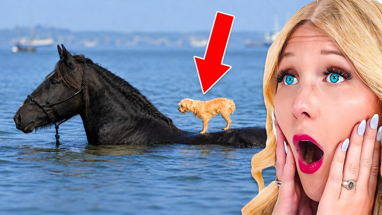 Animals Helping Animals...