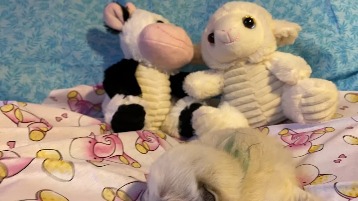 Video 2014031: born baby kitten, home cattery, face kitten