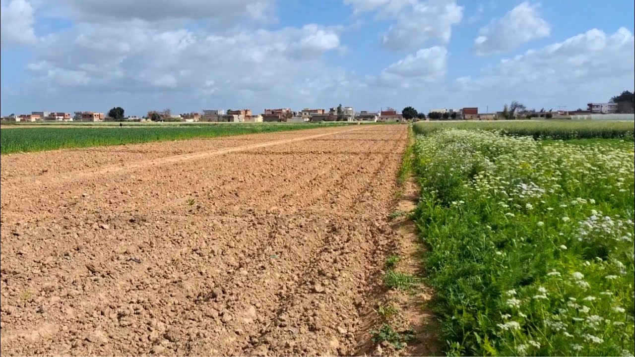 مزرعة للبيع في قلب قرية 2 فدان ري نيلي في ابو المطامير فرعي طريق القاهرة اسكندرية الصحراوي