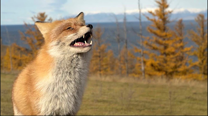 What's Up with the Foxes | Mini Documentary