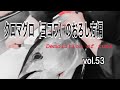 クロマグロ(ヨコワ)のおろし方編 vol.53