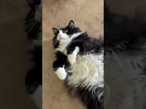 Cosmo is a big cat.. #shorts #fypage #trendingshorts