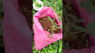 Arachide À Toute Échelle