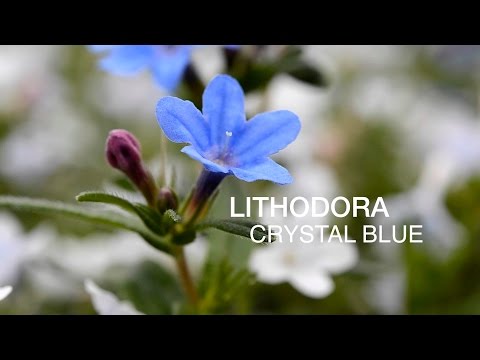 Video: Lithodora-kasvien leikkaaminen – Vinkkejä Lithodoran leikkaamiseen puutarhassa