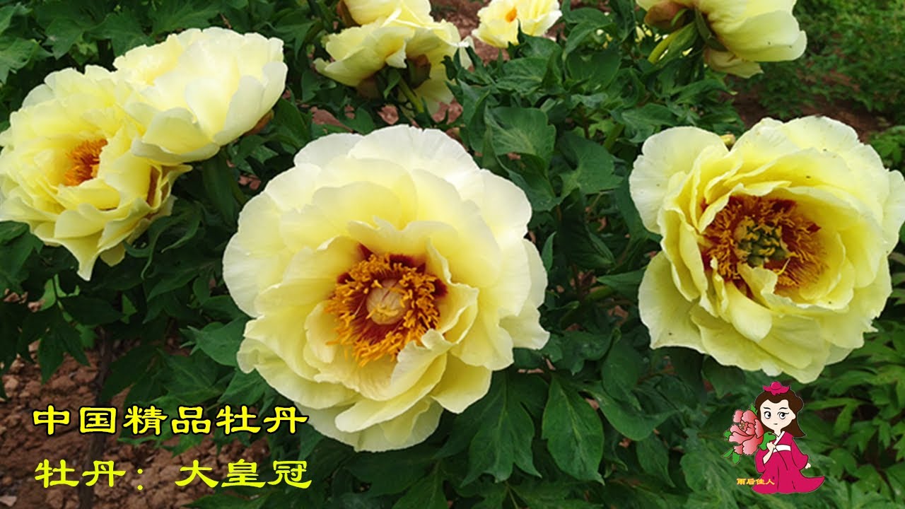 名品姚黄竟然开这样,雄蕊长在花瓣上啦,还有和刚果黑夫人似的牡丹,真是大开眼界 - YouTube