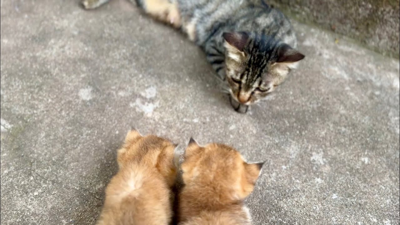 4 British Cats’ Cheerful Pre-Dinner Stroll Turns Upside Down After Meeting a Chinese Li Hua Cat! 😺🔥