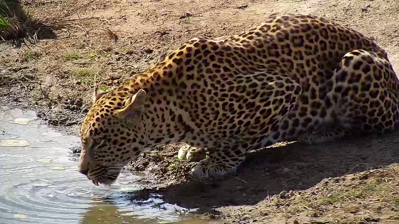 camera iphone 8 plus apk Djuma: Leopard-Hosana male at the pan - 11:53 - 06/17/19