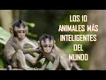 Los diez animales más inteligentes DEL MUNDO. Vídeos educativos para niñ@s.