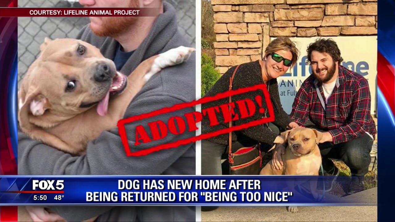 Dog has new home after being returned for being 'too nice' - YouTube