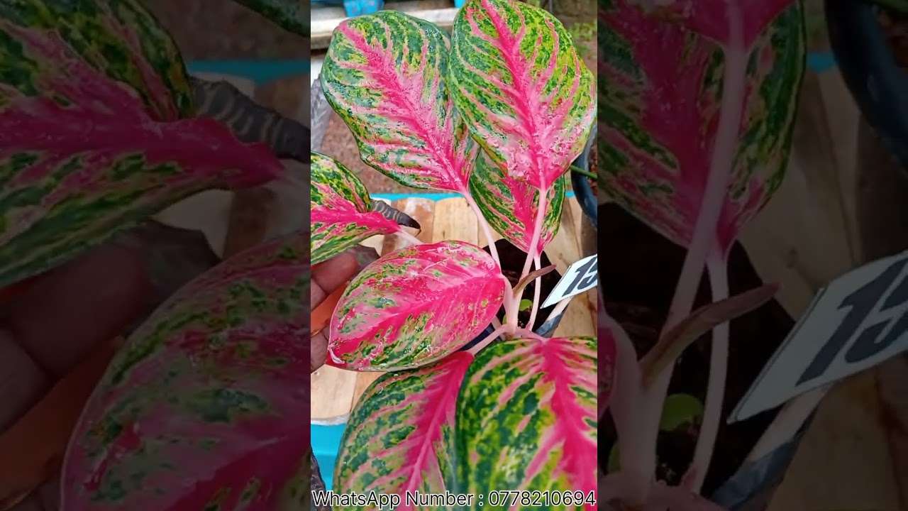 මගේ හතරවෙනි plant sale එක 🪴 එන්න  ඇවිත් බලන්න ♥️   WhatsApp Number : 0778210694