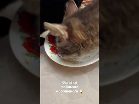 успеть съесть мороженое до того, пока кошки не успели заметить ✔