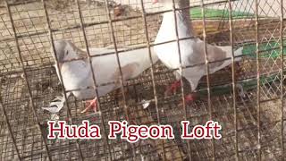 Gulabi Shirazi breeding pair for sold