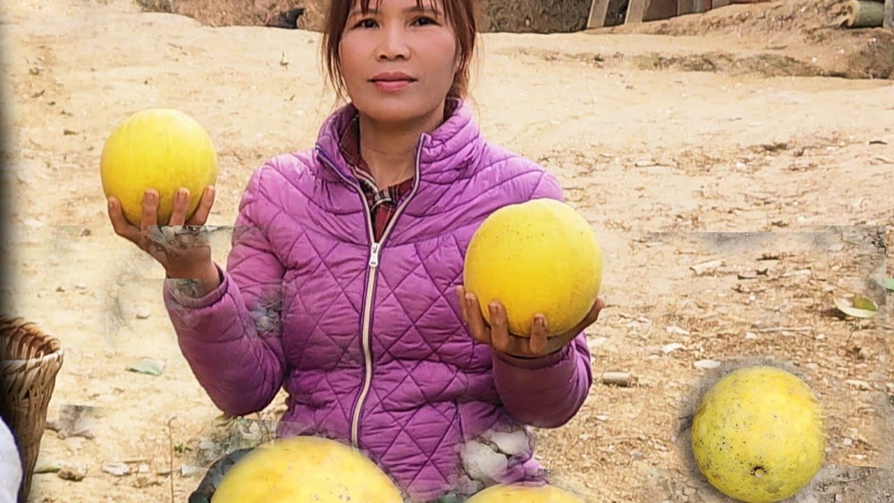 Эта незамужняя женщина спокойно собирает грейпфруты вручную в своем пышном зеленом саду.