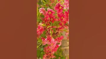 #القرآن_الكريم #ايات_مؤثرة #هزاع_البلوشي تلاوة خاشعة من سورة الحجر القارئ هزاع البلوشي