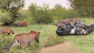 What Will Happen When The Giant Python Destroys The Leopard Cub In Front Of The Fierce Leopards?