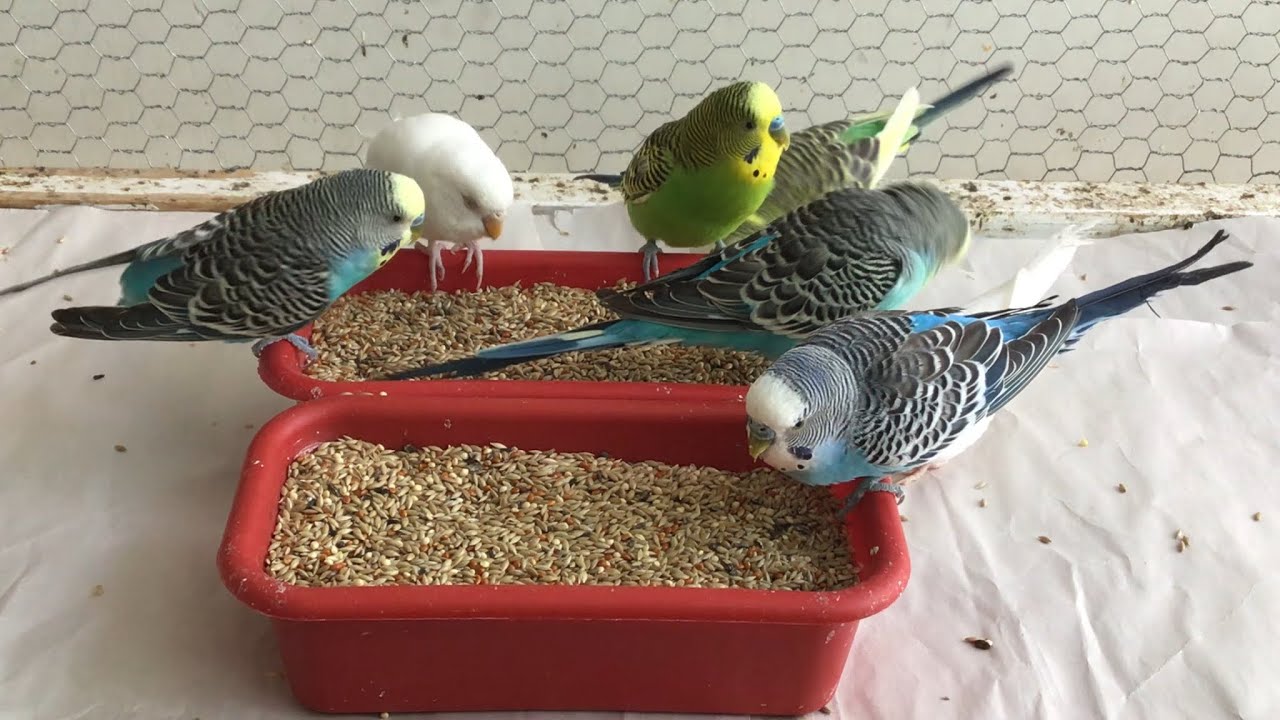 Periquitos Australianos Comiendo Alpiste!! // El Aviario de Osmar - YouTube