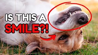 The Real Reason Why Dogs Smile? by Dog Talks 112 views 3 days ago 6 minutes, 35 seconds