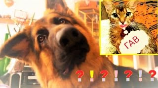 ПРИКОЛ - КОШКА думает, что она СОБАКА! Забавные ЖИВОТНЫЕ! Абиссинские кошки ПРИКОЛ - КОШКА думает, что она СОБАКА! Забавные ЖИВОТНЫЕ! Абиссинские кошки