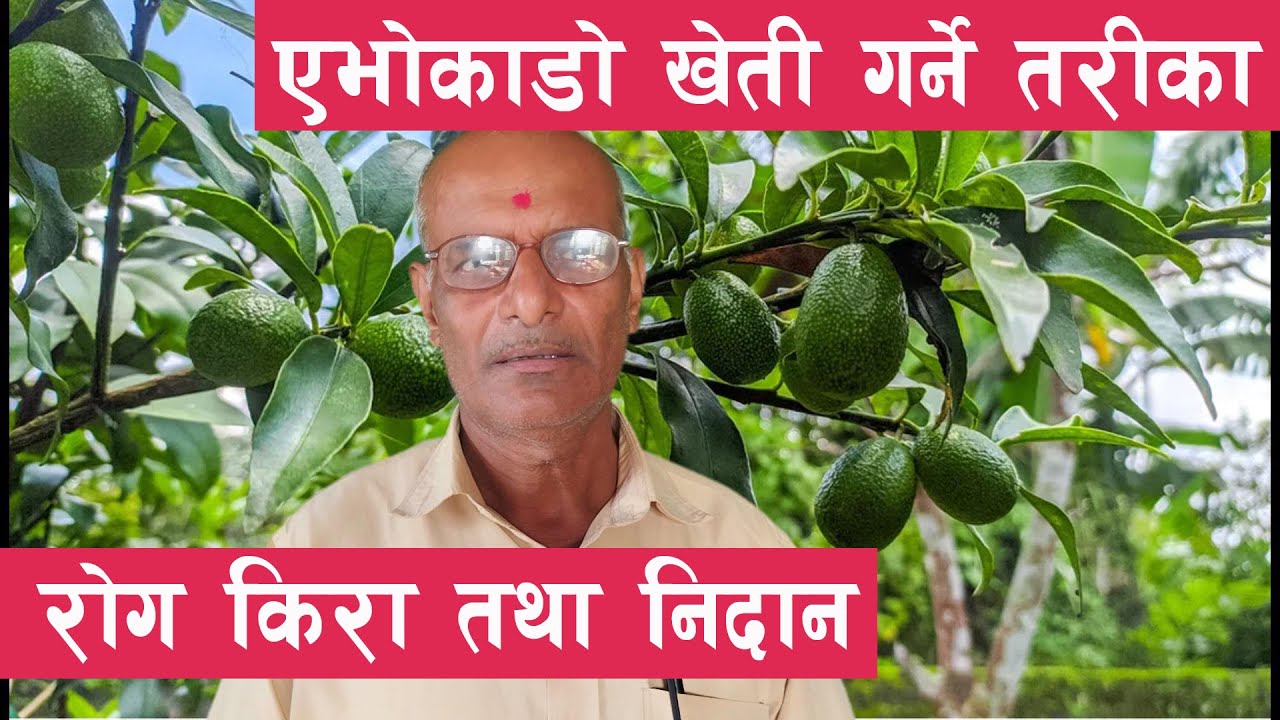 avocado-kheti-avocado-farming-in-nepal