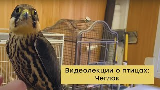 Видеолекции о птицах: Чеглок