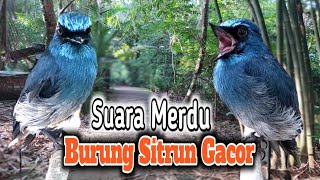 SUARA MERDU BURUNG SITRUN GACOR