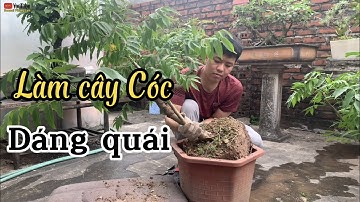 Làm cây CÓC THÁI DÁNG QUÁI. chia sẻ cách làm từ cây non tạo dáng quái ngay từ nhỏ.