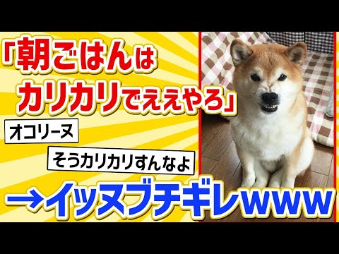 [2ch Animal Thread] "Guess kibble is fine for the dog's breakfast" → The result LOL