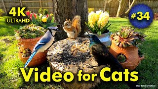 4K TV For Cats | Hangin' with the Hens and Chicks | Bird and Squirrel Watching | Video 34 by Blue Wind Creations 36,608 views 8 months ago 6 hours, 5 minutes