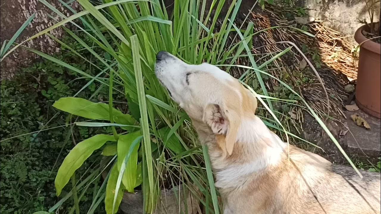 dog-eating-grass-and-vomiting-dog-eating-grass-but-not-food-youtube