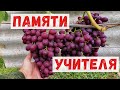 Виноград ПАМЯТИ УЧИТЕЛЯ. Сигналка 2,5 кг.