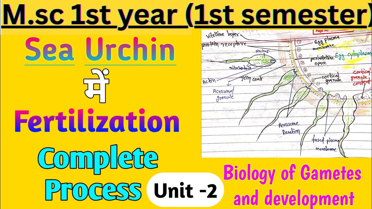 Sea Urchin Fertilization Explained 🔬 | Step by Step | MSc 1st year Zoology | Acrosome Reaction