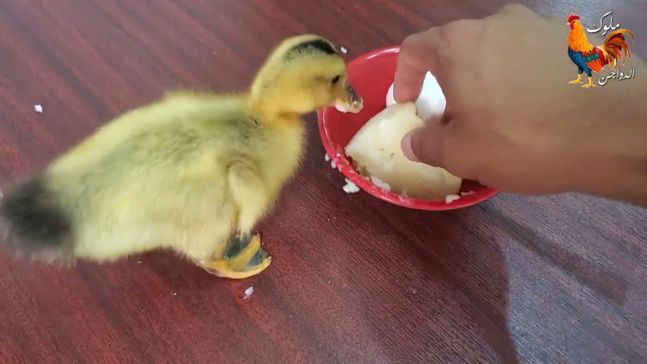 ماذا يأكل البط الصغير