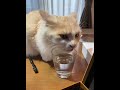 コップの水飲んじゃったゆのちゃん#ねこのいる暮らし #ねこ動画 #ねこのいる生活