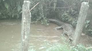 Pertama kali lihat buaya kawin Ternyata Tangkurnya Waoww😱😱😱